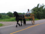 Dales Pony Raspotnik Bracken