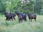 Dales Pony Herd.