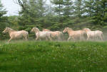 Herd of Fjord foals.