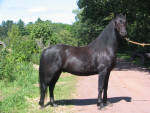 Raspotnik Tobin (Morgan/Dales)
